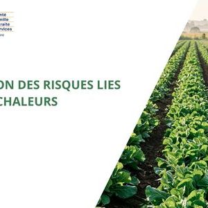 Webinaire de la MSA : pr&eacute;venir les risques li&eacute;s aux fortes chaleurs dans l
